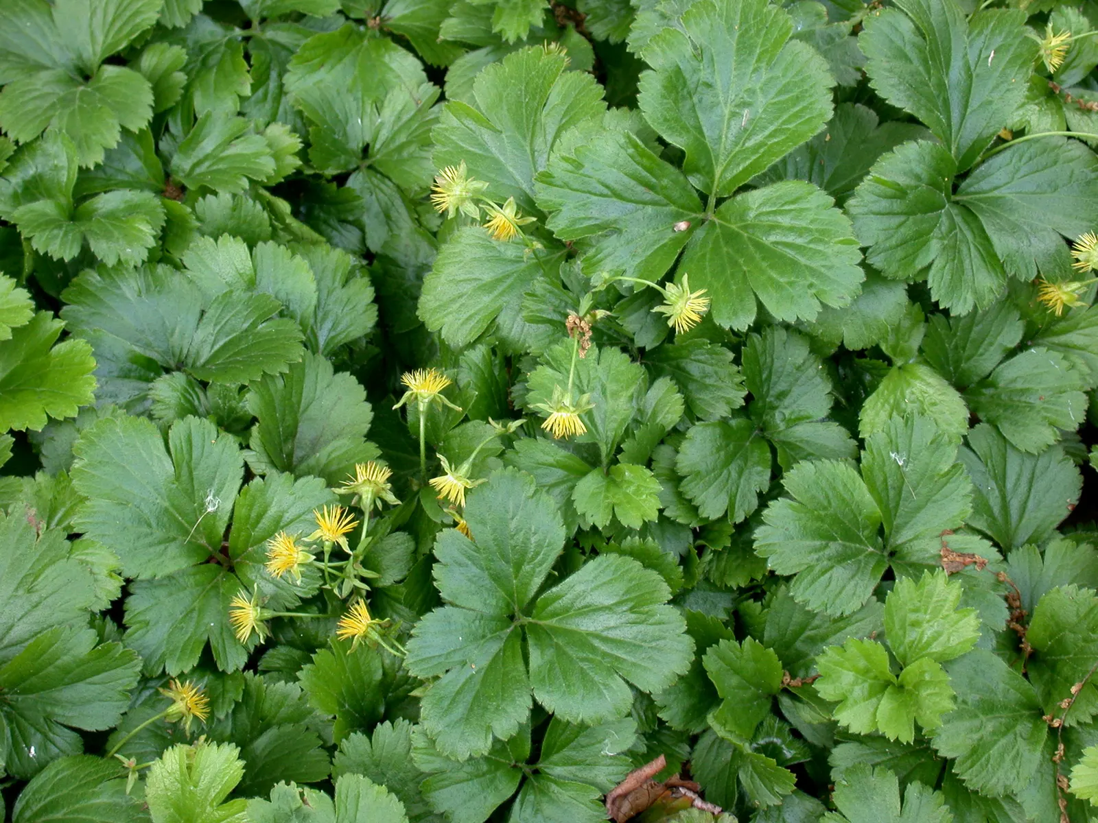 Barren Strawberry (Waldsteinia Fragarioides) — ground cover / perennial with yellow blooms; from early to late spring, image 83