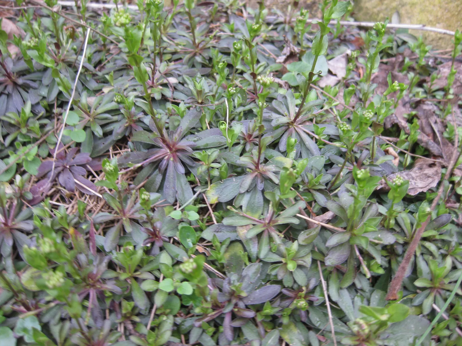 Barren Strawberry (Waldsteinia Fragarioides) — ground cover / perennial with yellow blooms