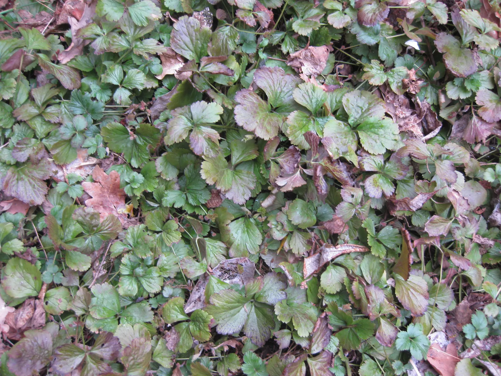 Barren Strawberry (Waldsteinia Fragarioides) — adding year-round interest to garden landscapes