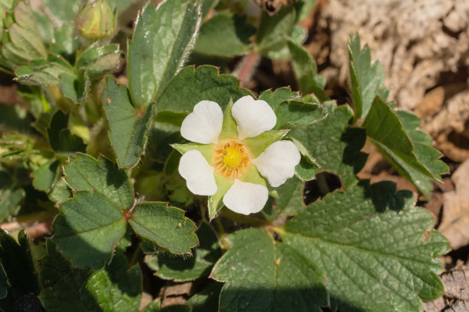 Barren Strawberry (Waldsteinia Fragarioides) — that form a striking contrast against the dark green leaves