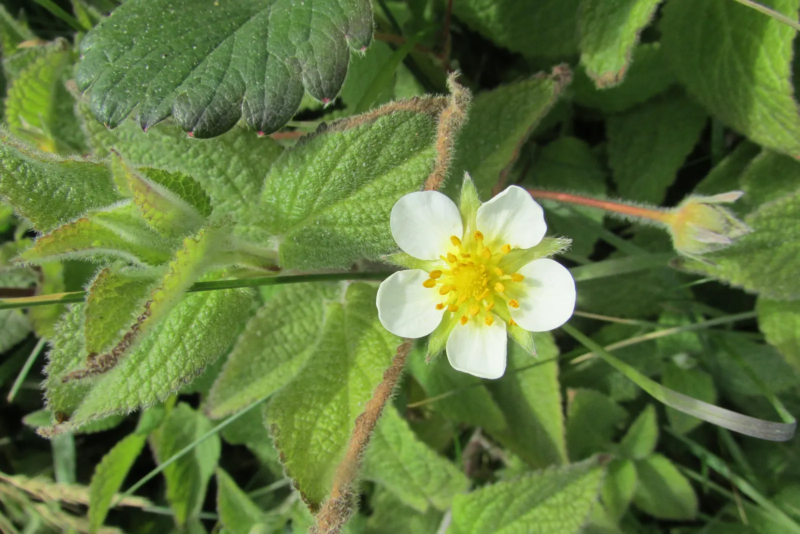 Barren Strawberry (Waldsteinia Fragarioides) — is a rugged and versatile ground cover native to Eastern North America; integrating seamlessly with other