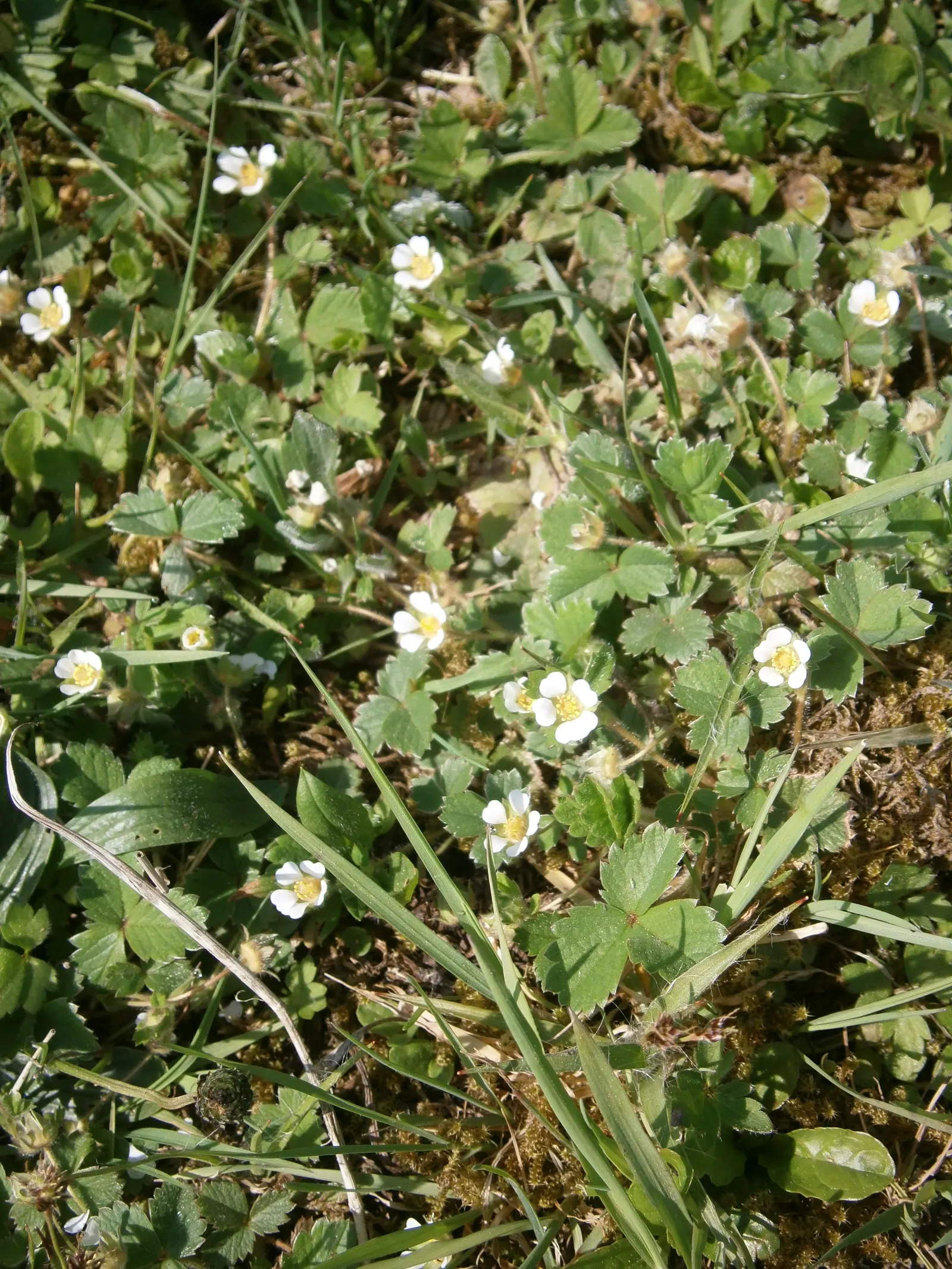 Barren Strawberry (Waldsteinia Fragarioides) — adding year-round interest to garden landscapes; this low-maintenance plant reaches 6-12 inches in, image 94