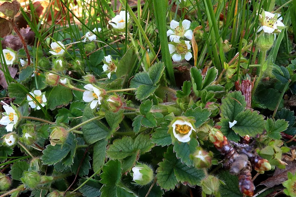 Barren Strawberry (Waldsteinia Fragarioides) — favored for its strawberry-like foliage and golden-yellow flowers; from early to late spring, image 128
