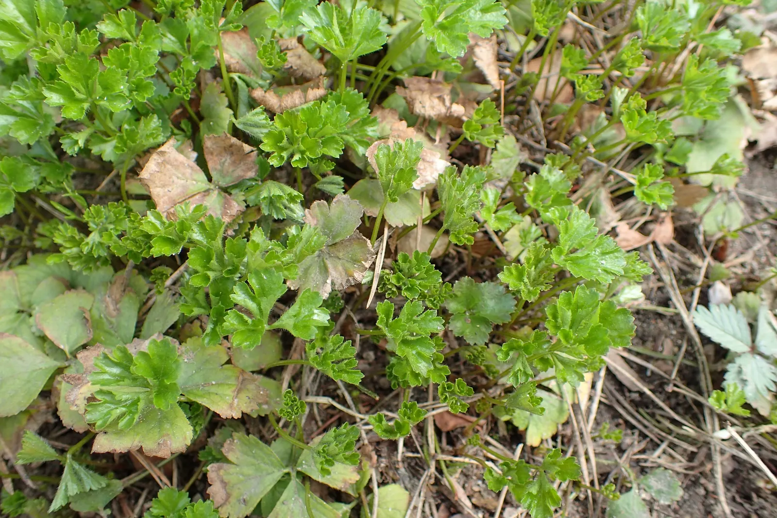 Barren Strawberry (Waldsteinia Fragarioides) — it bears some resemblance to strawberry plants; this low-maintenance plant reaches 6-12 inches in, image 49