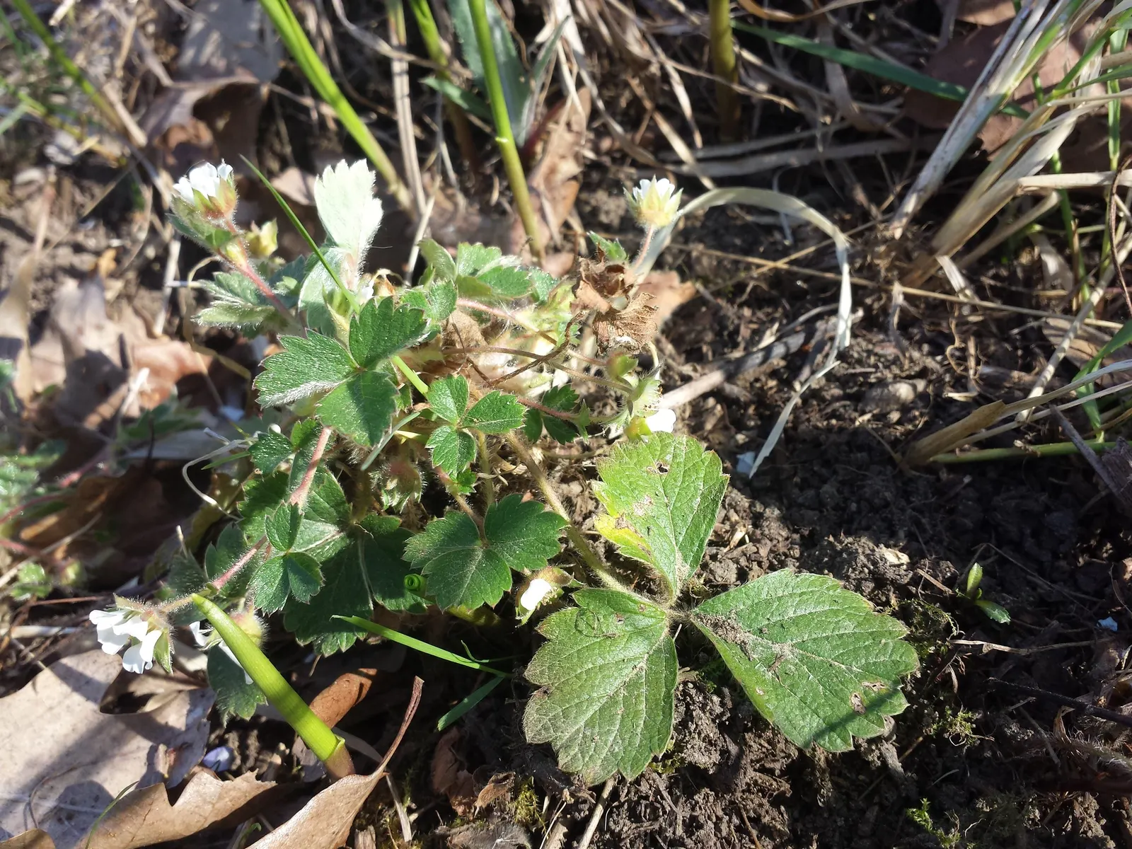 Barren Strawberry (Waldsteinia Fragarioides) — is a perennial ground cover; this low-maintenance plant reaches 6-12 inches in width and a height of 3-6 inches