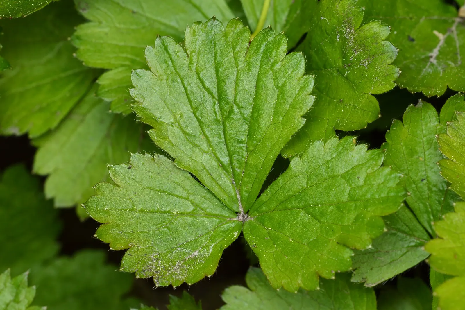 Barren Strawberry (Waldsteinia Fragarioides) — adding year-round interest to garden landscapes; this low-maintenance plant reaches 6-12 inches in, image 73
