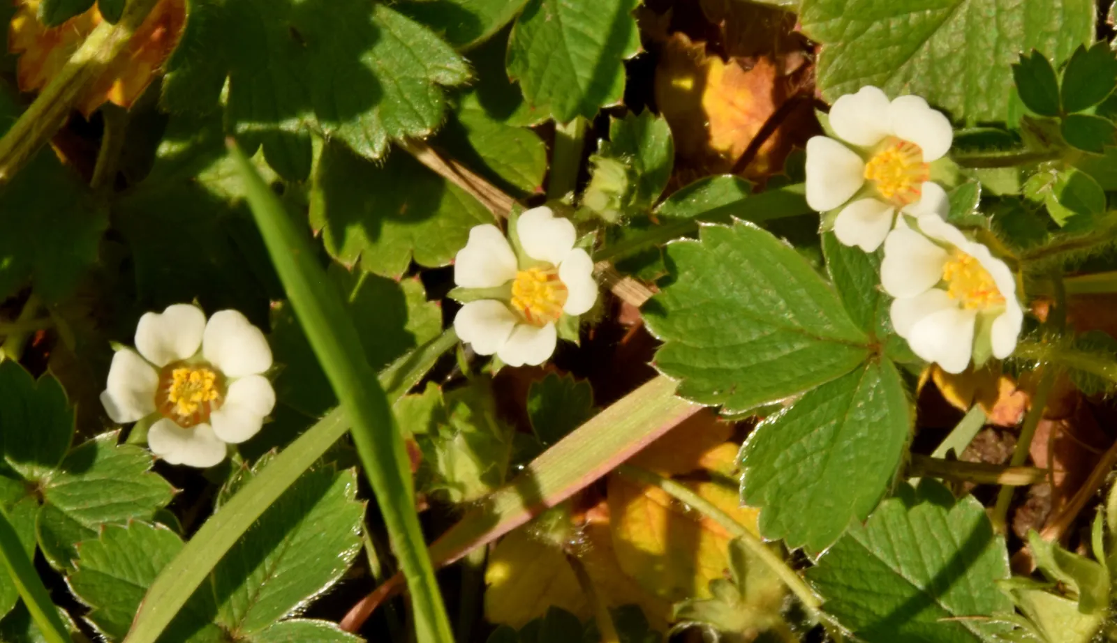 Barren Strawberry (Waldsteinia Fragarioides) — ground cover / perennial for full or half; integrating seamlessly with other shade-loving plants in, image 105