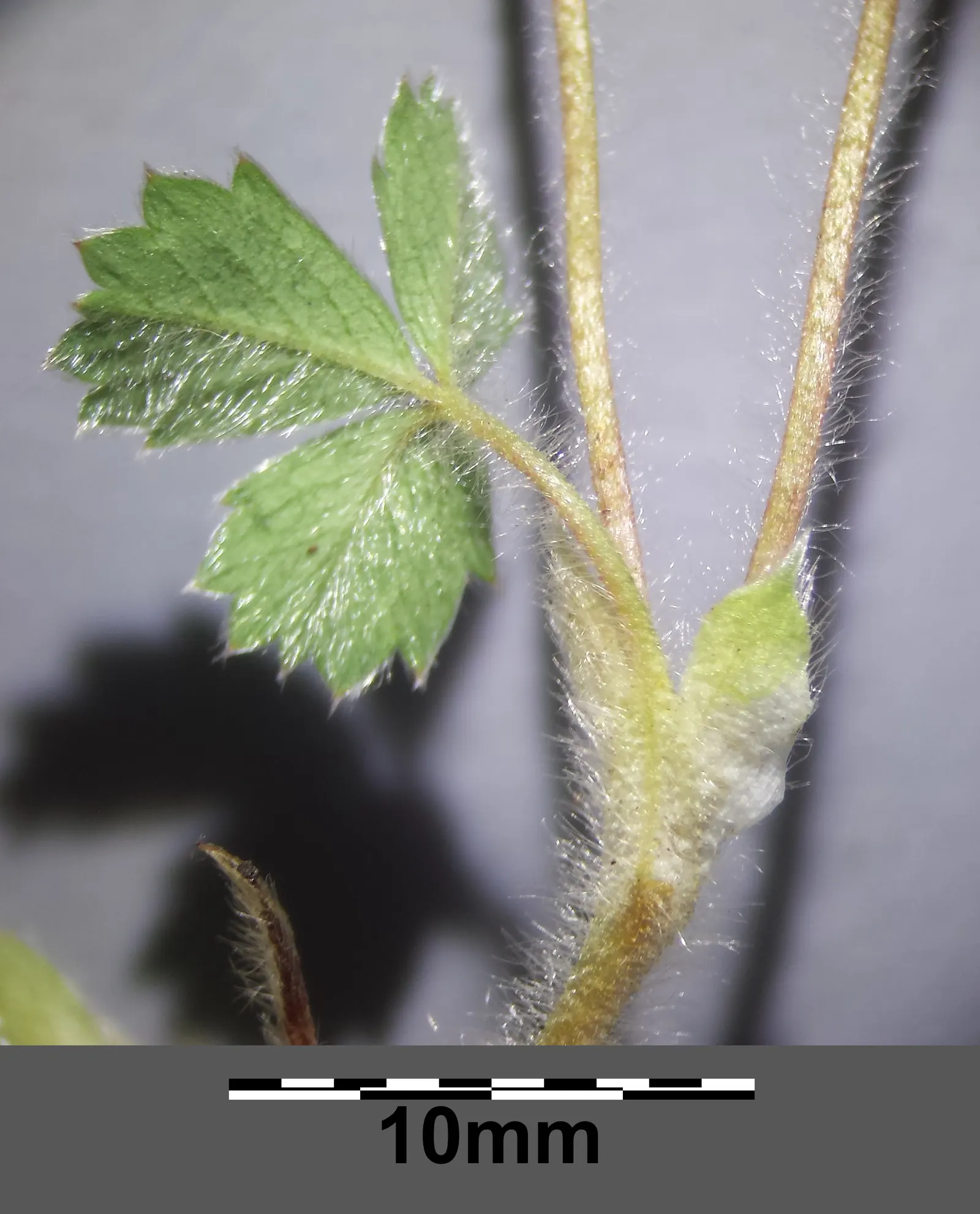 Barren Strawberry (Waldsteinia Fragarioides) — Thriving in USDA zones 4-8, it flourishes in partial to full shade; integrating seamlessly with other, image 129