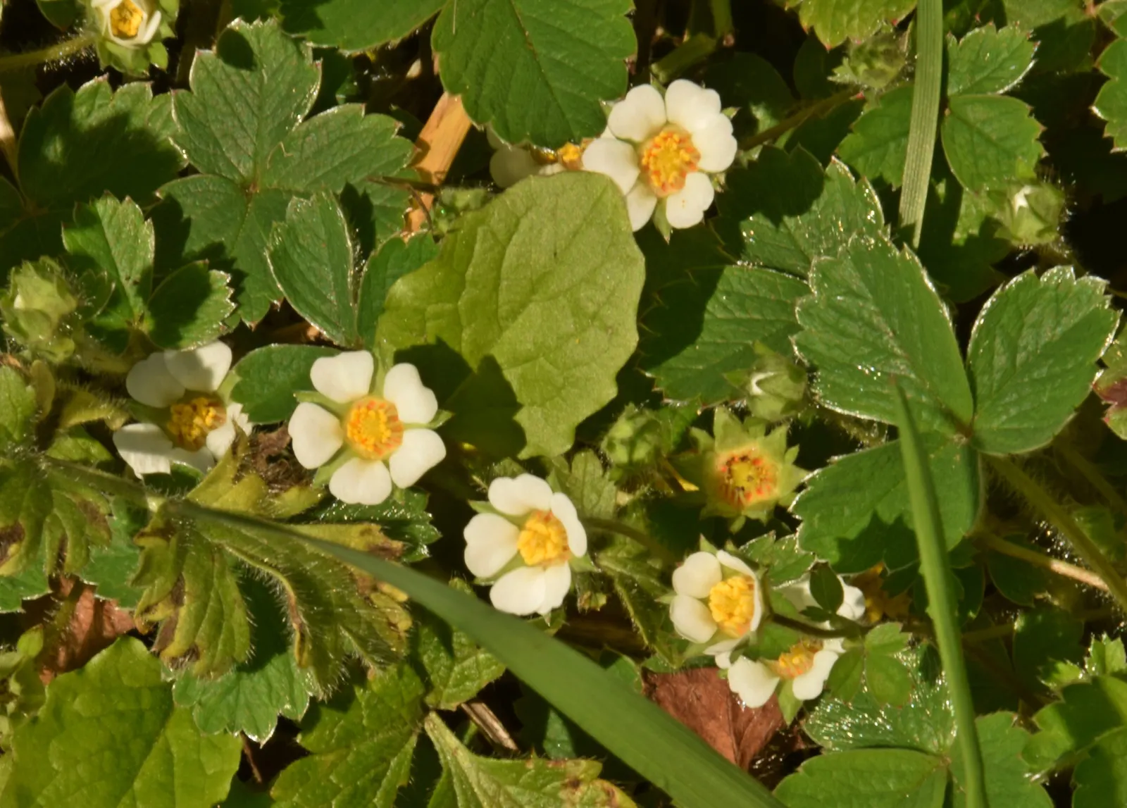 Barren Strawberry (Waldsteinia Fragarioides) — each approximately 3/4 inch across; this low-maintenance plant reaches 6-12 inches in width and a, image 97