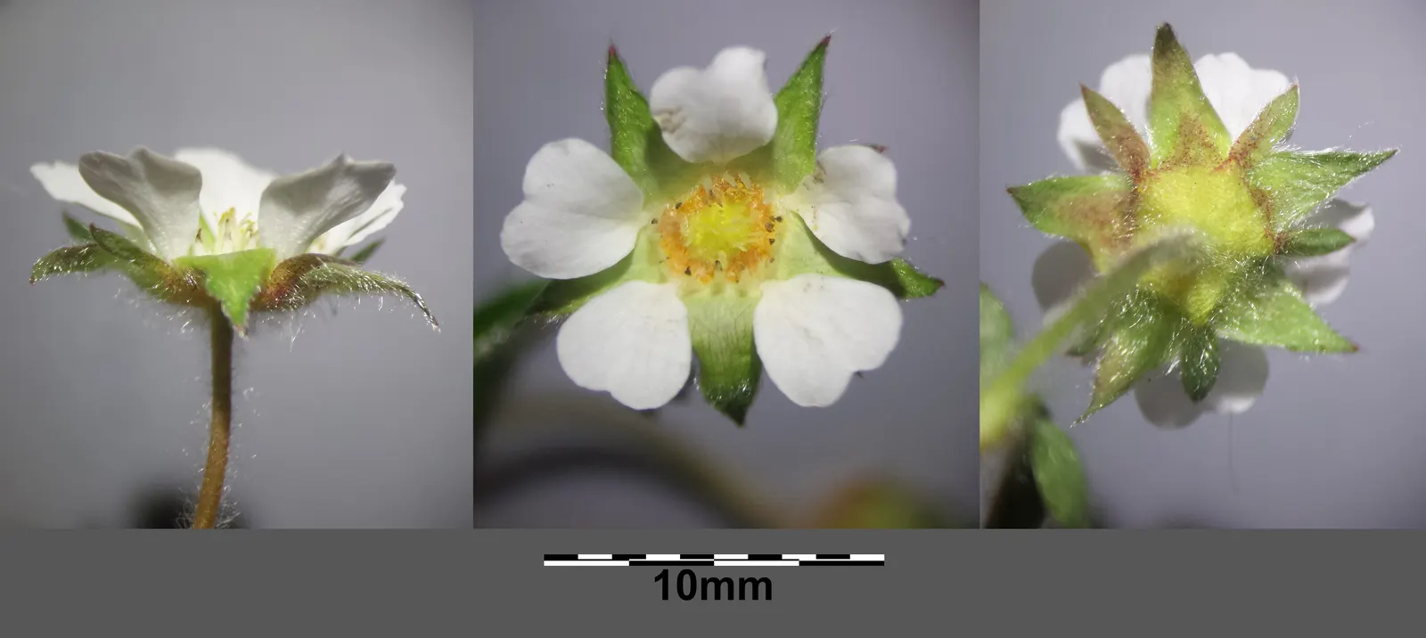 Barren Strawberry (Waldsteinia Fragarioides) — ground cover / perennial for full or half; integrating seamlessly with other shade-loving plants in, image 63
