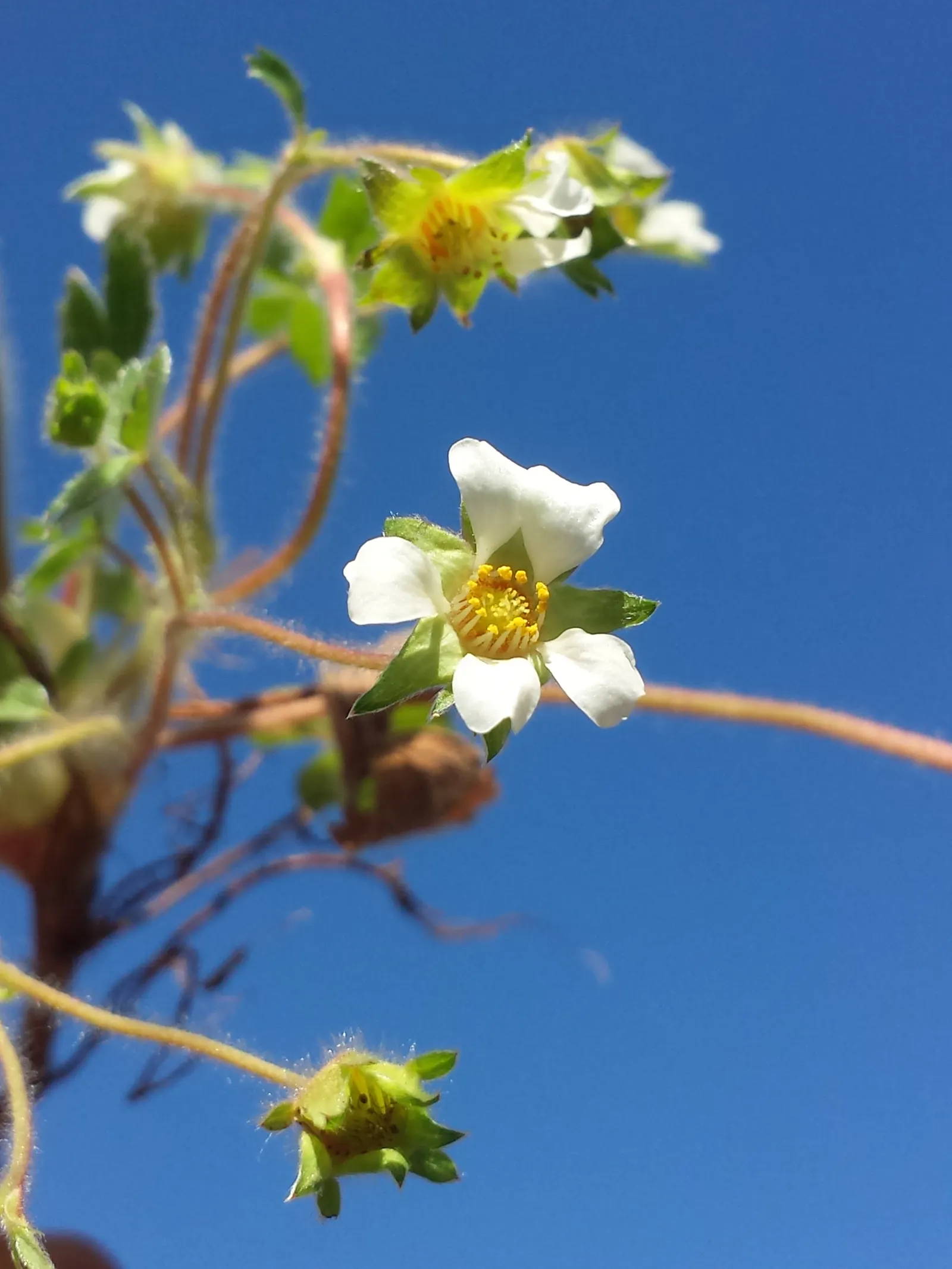 Barren Strawberry (Waldsteinia Fragarioides) — Its non-invasive character makes it a considerate addition to any space; from early to late spring, image 80