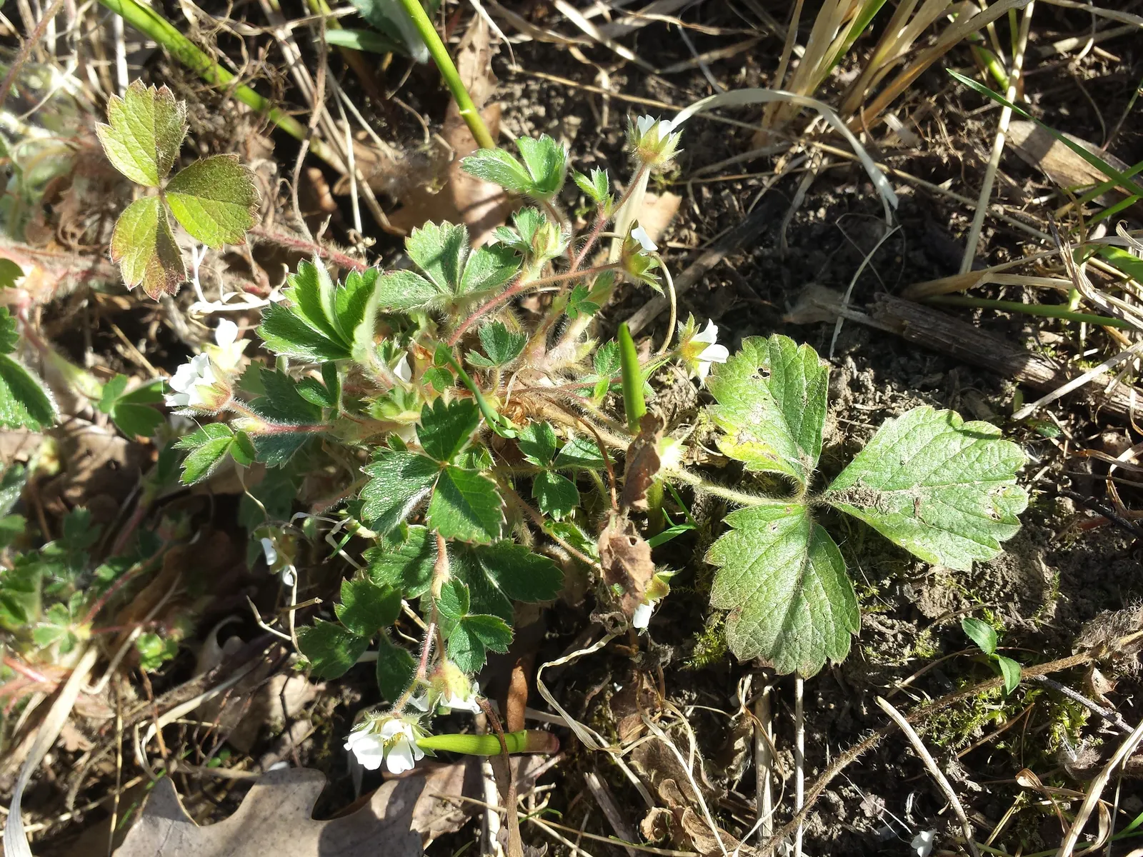 Barren Strawberry (Waldsteinia Fragarioides) — adding year-round interest to garden landscapes; this low-maintenance plant reaches 6-12 inches in width and a