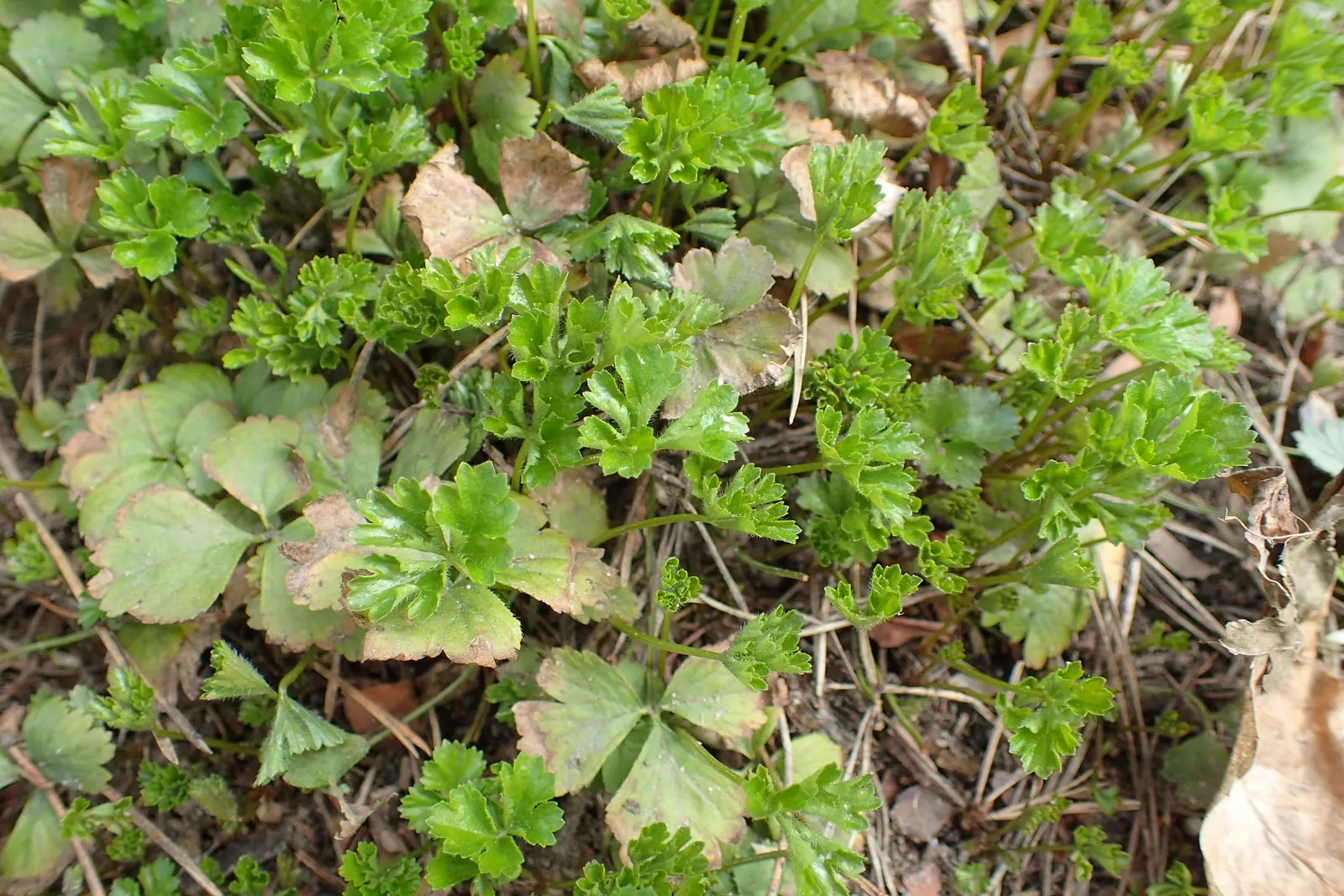 Barren Strawberry (Waldsteinia Fragarioides) — favored for its strawberry-like foliage and golden-yellow flowers; from early to late spring, image 107