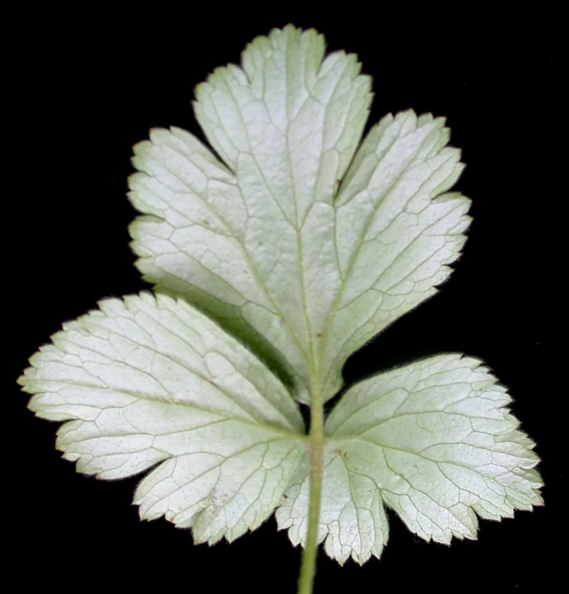Barren Strawberry (Waldsteinia Fragarioides) — ground cover / perennial with yellow blooms; from early to late spring, image 104