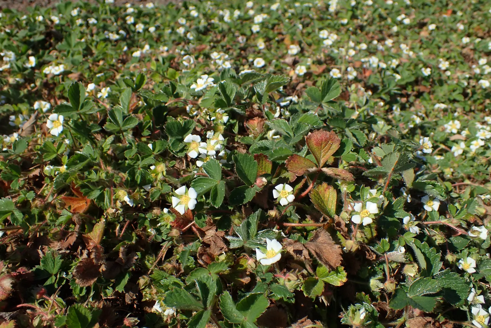 Barren Strawberry (Waldsteinia Fragarioides) — yellow flowers in the garden; this low-maintenance plant reaches 6-12 inches in width and a height, image 82