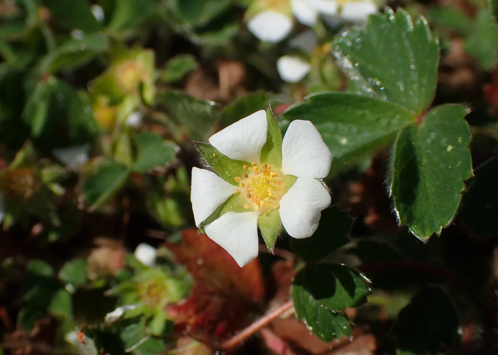 Barren Strawberry (Waldsteinia Fragarioides) — each approximately 3/4 inch across; this low-maintenance plant reaches 6-12 inches in width and a, image 76