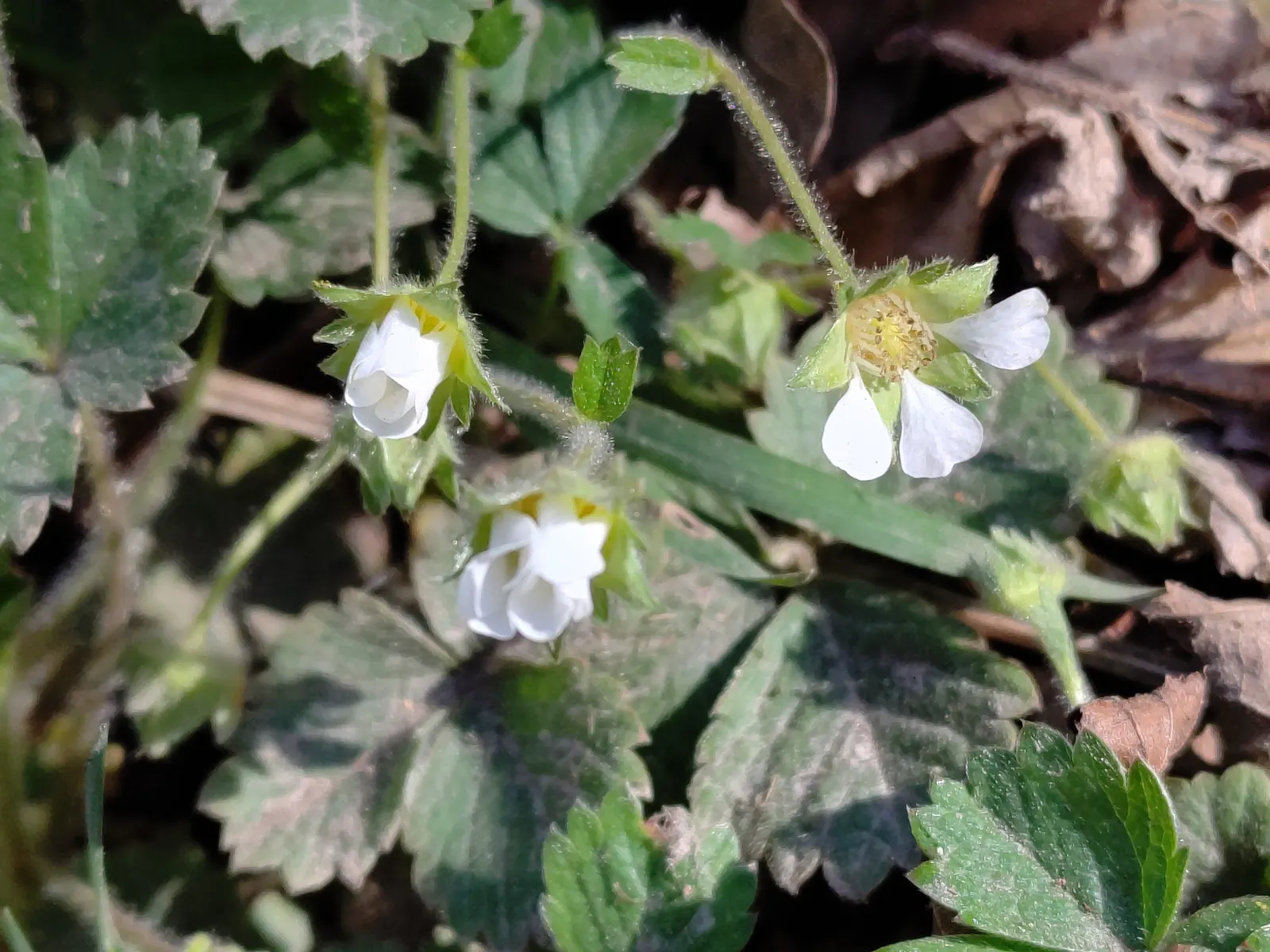 Barren Strawberry (Waldsteinia Fragarioides) — Its non-invasive character makes it a considerate addition to any space; from early to late spring, image 59
