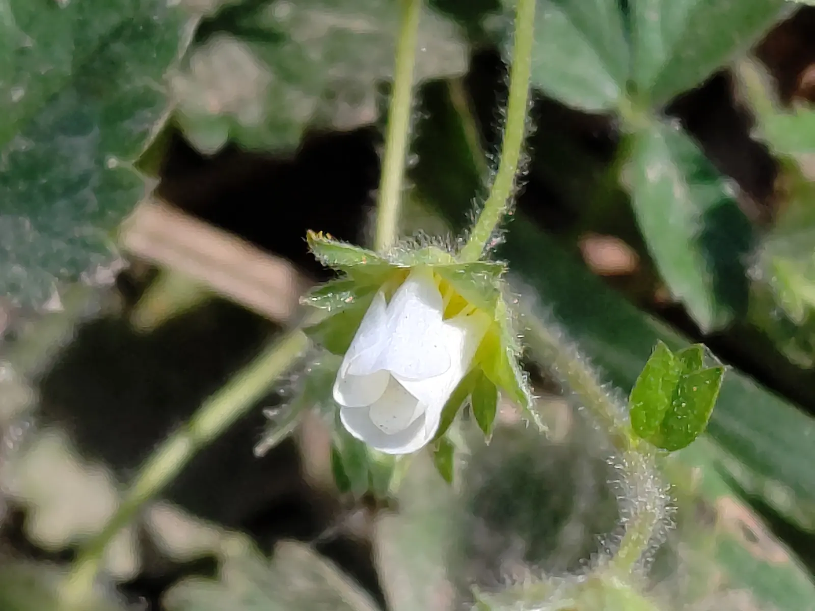 Barren Strawberry (Waldsteinia Fragarioides) — Thriving in USDA zones 4-8, it flourishes in partial to full shade; integrating seamlessly with other, image 66