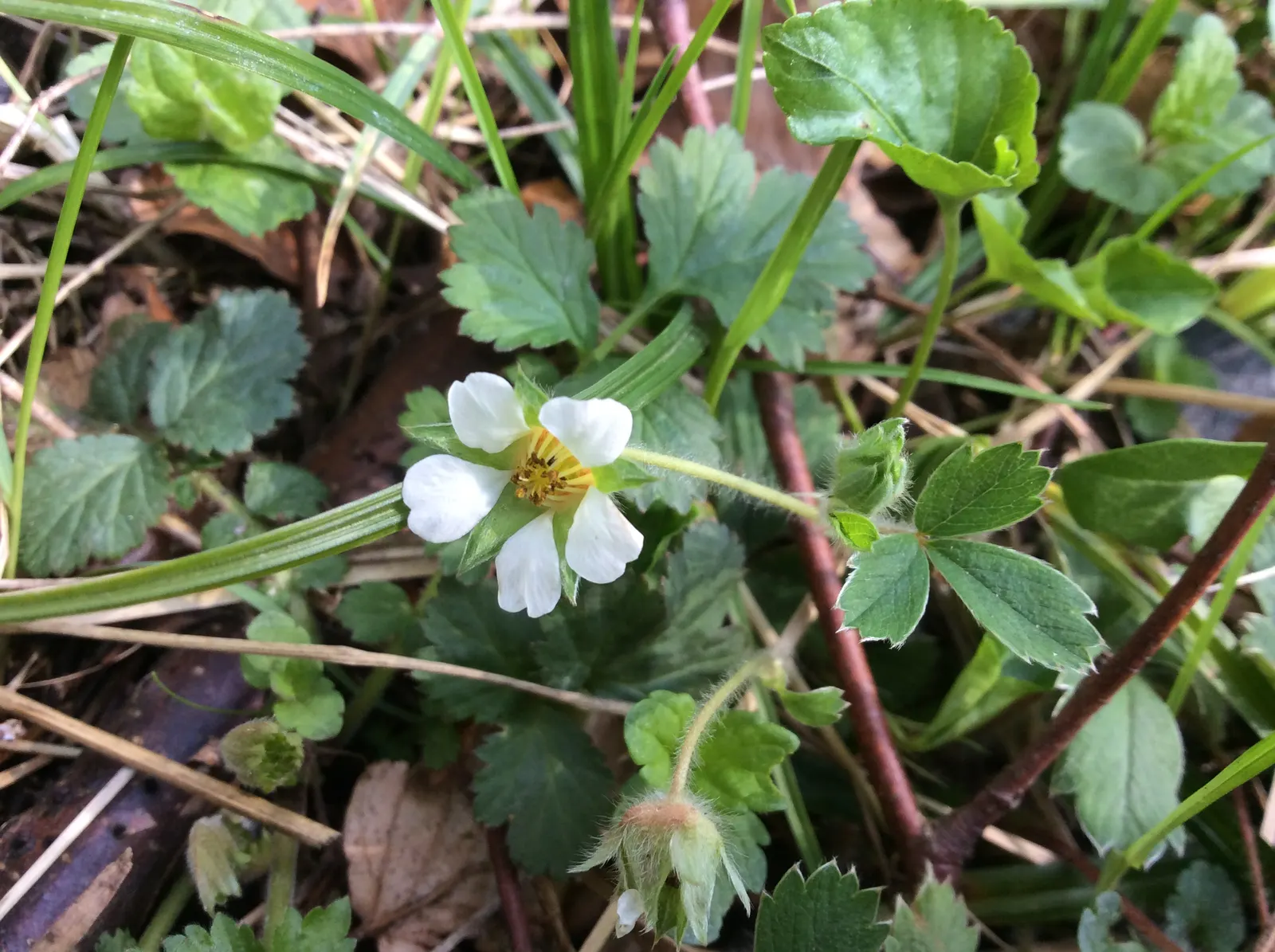 Barren Strawberry (Waldsteinia Fragarioides) — adding year-round interest to garden landscapes; this low-maintenance plant reaches 6-12 inches in, image 52