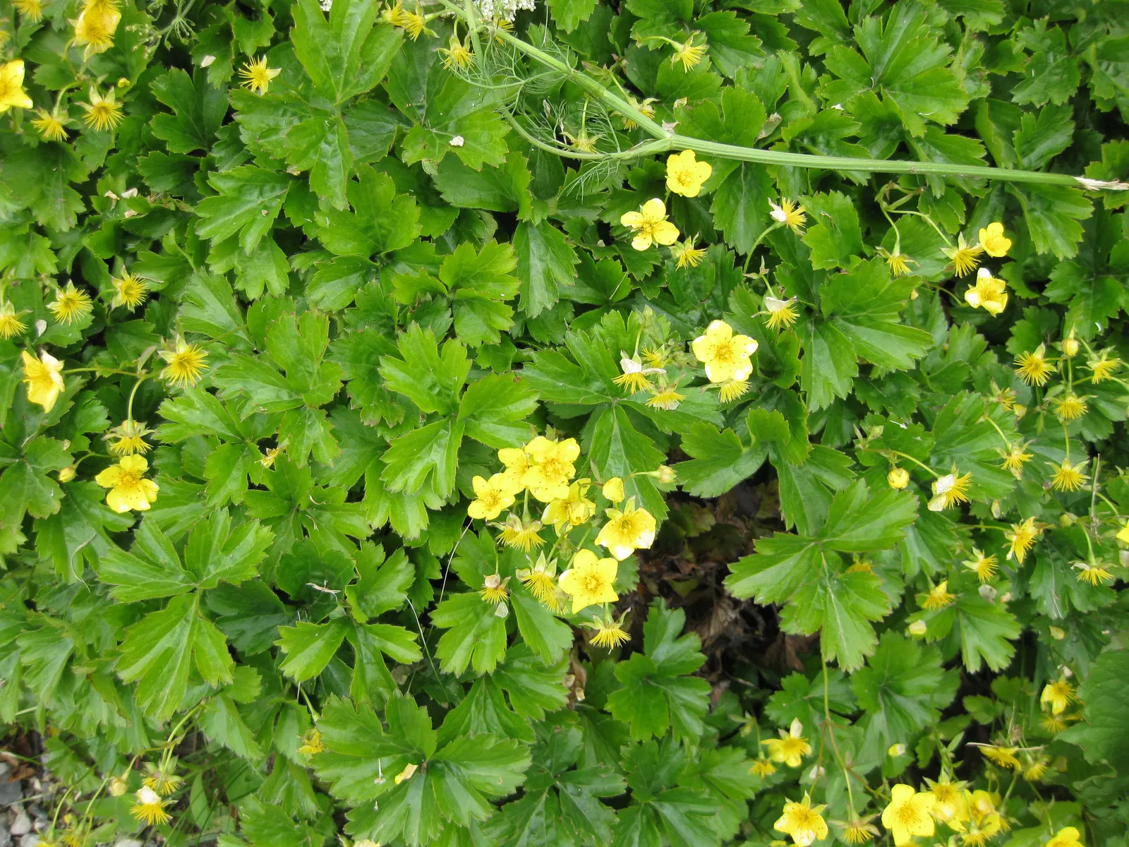 Barren Strawberry (Waldsteinia Fragarioides) — is a rugged and versatile ground cover native to Eastern North America