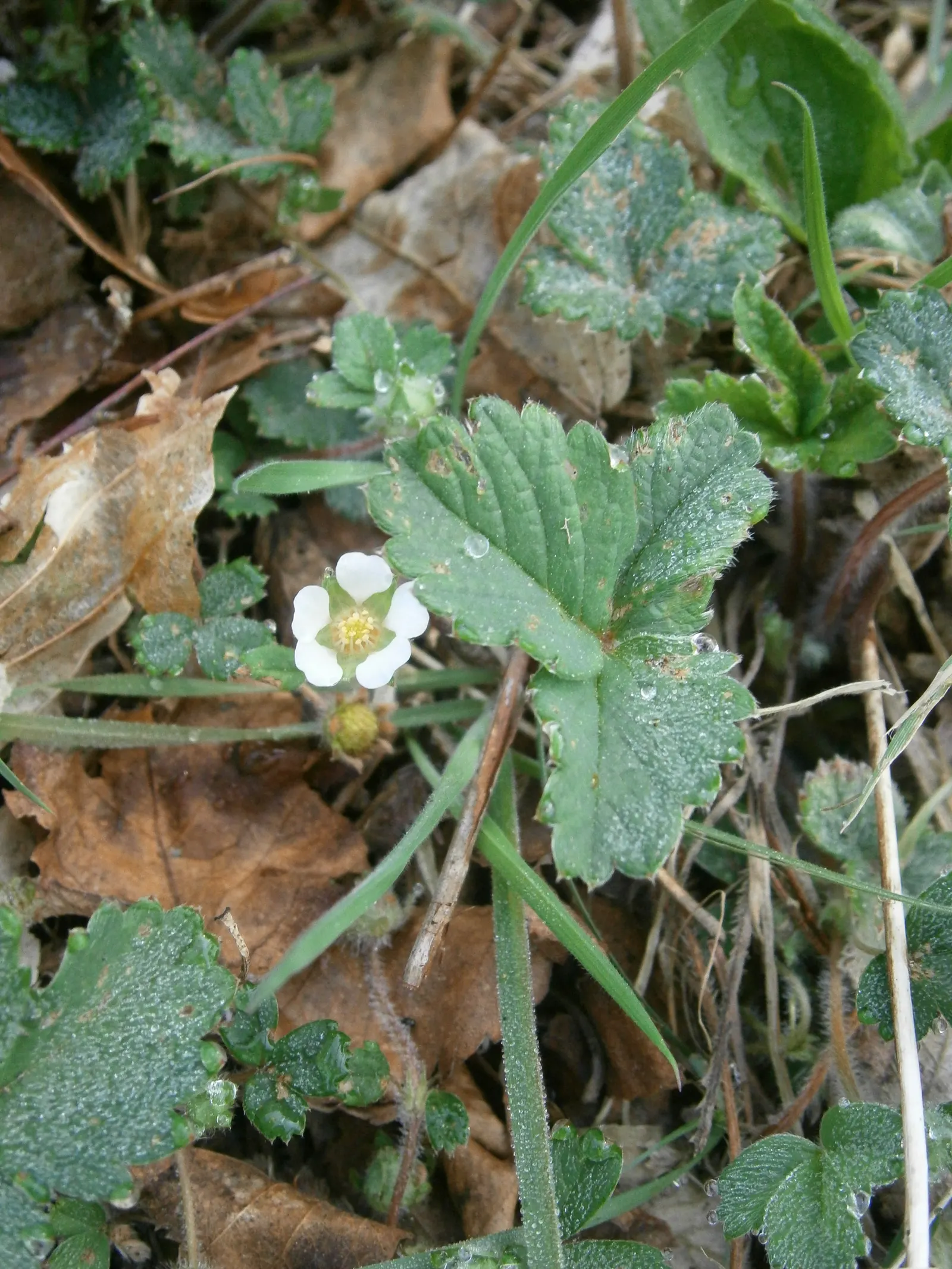 Barren Strawberry (Waldsteinia Fragarioides) — From early to late spring, image 74