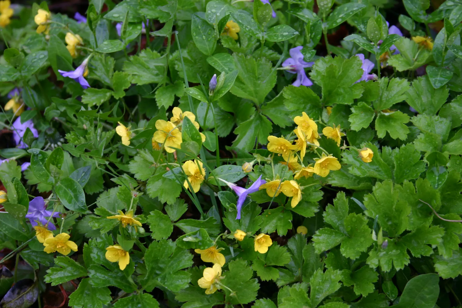 Barren Strawberry (Waldsteinia Fragarioides) — yellow flowers in the garden