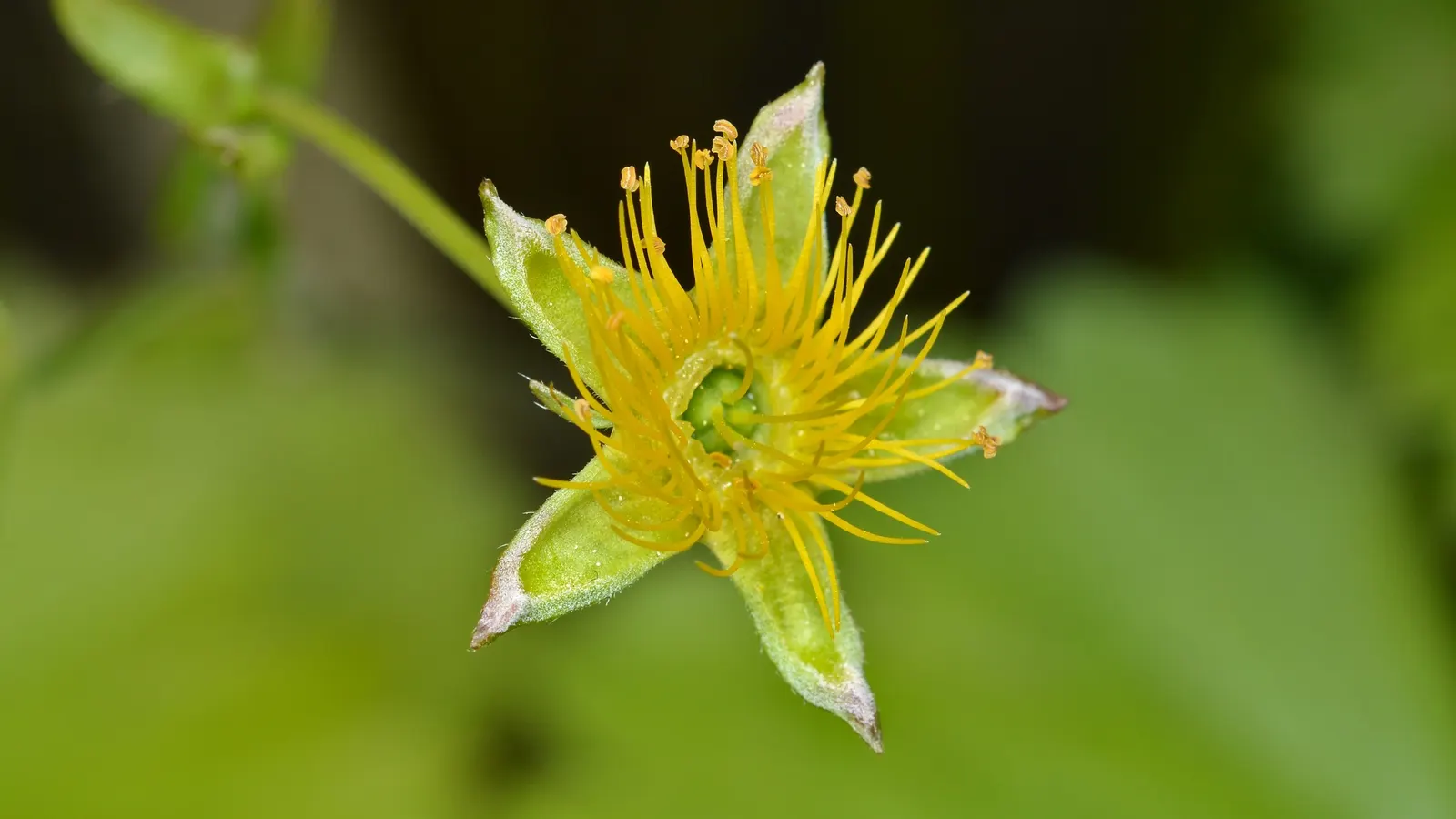 Barren Strawberry (Waldsteinia Fragarioides) — integrating seamlessly with other shade-loving plants in a landscape design, image 81
