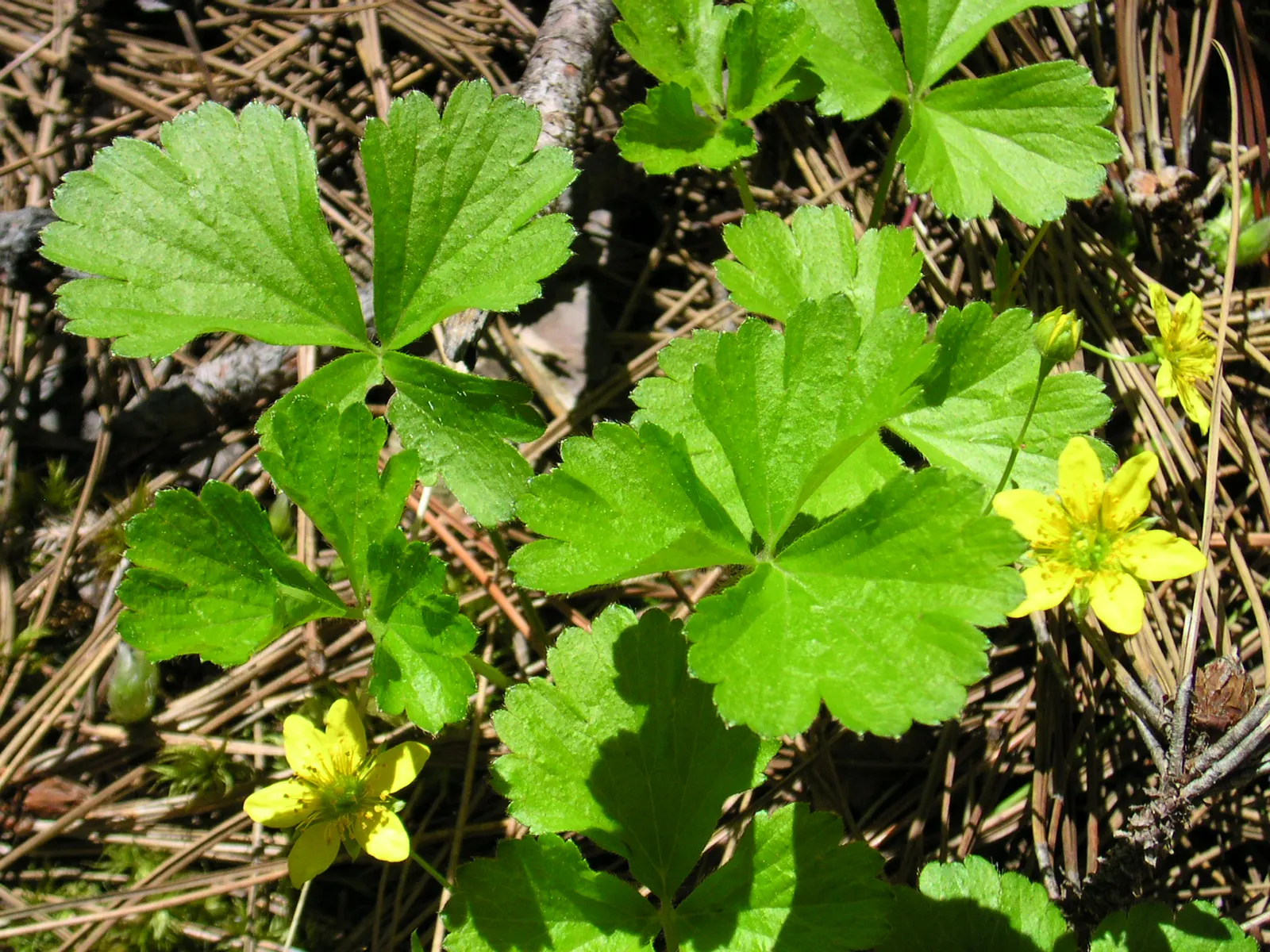 Barren Strawberry (Waldsteinia Fragarioides) — The plant typically reaches a height of 6 inches with a spread up to 12 inches; integrating, image 57