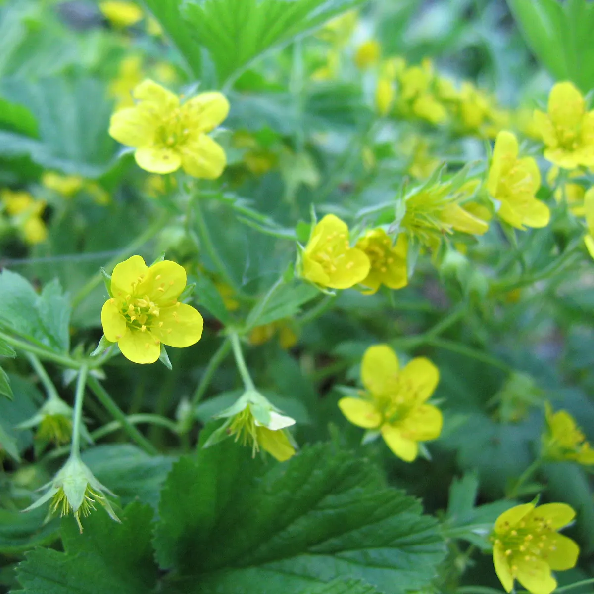 Barren Strawberry (Waldsteinia Fragarioides) — but it is important to note that it does not produce edible fruit; integrating seamlessly with other, image 51