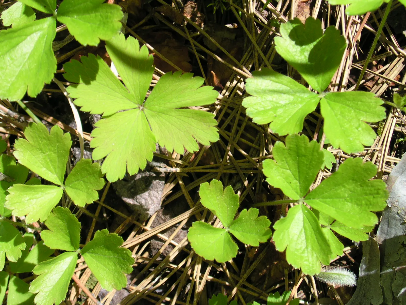 Barren Strawberry (Waldsteinia Fragarioides) — The plant typically reaches a height of 6 inches with a spread up to 12 inches; integrating, image 99