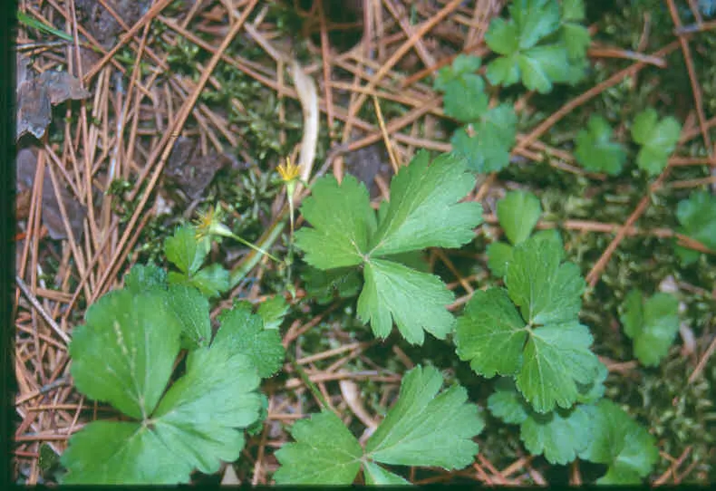 Barren Strawberry (Waldsteinia Fragarioides) — you can expect a profusion of bright yellow flowers; integrating seamlessly with other shade-loving, image 75