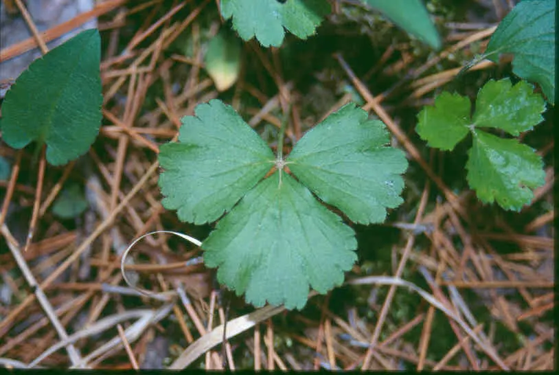Barren Strawberry (Waldsteinia Fragarioides) — favored for its strawberry-like foliage and golden-yellow flowers; from early to late spring, image 65