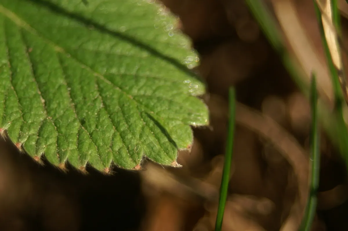 Barren Strawberry (Waldsteinia Fragarioides) — it bears some resemblance to strawberry plants; this low-maintenance plant reaches 6-12 inches in, image 91