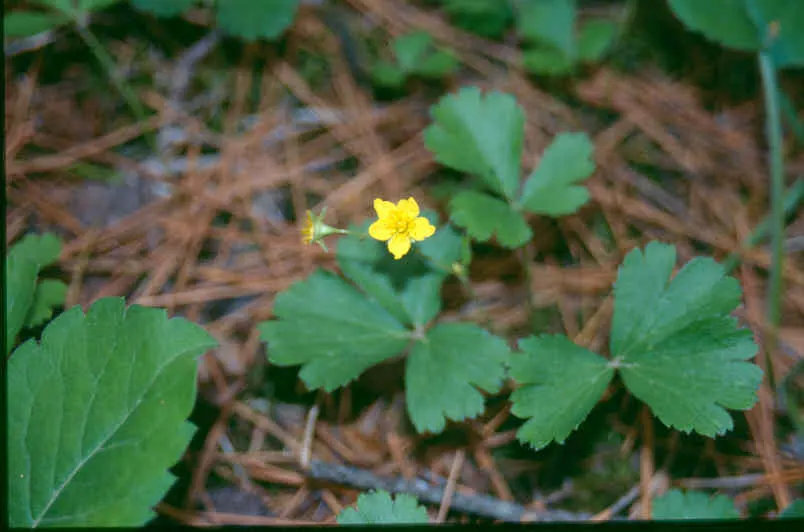 Barren Strawberry (Waldsteinia Fragarioides) — Waldsteinia fragarioides requires minimal care once established; this low-maintenance plant reaches 6-12 inches