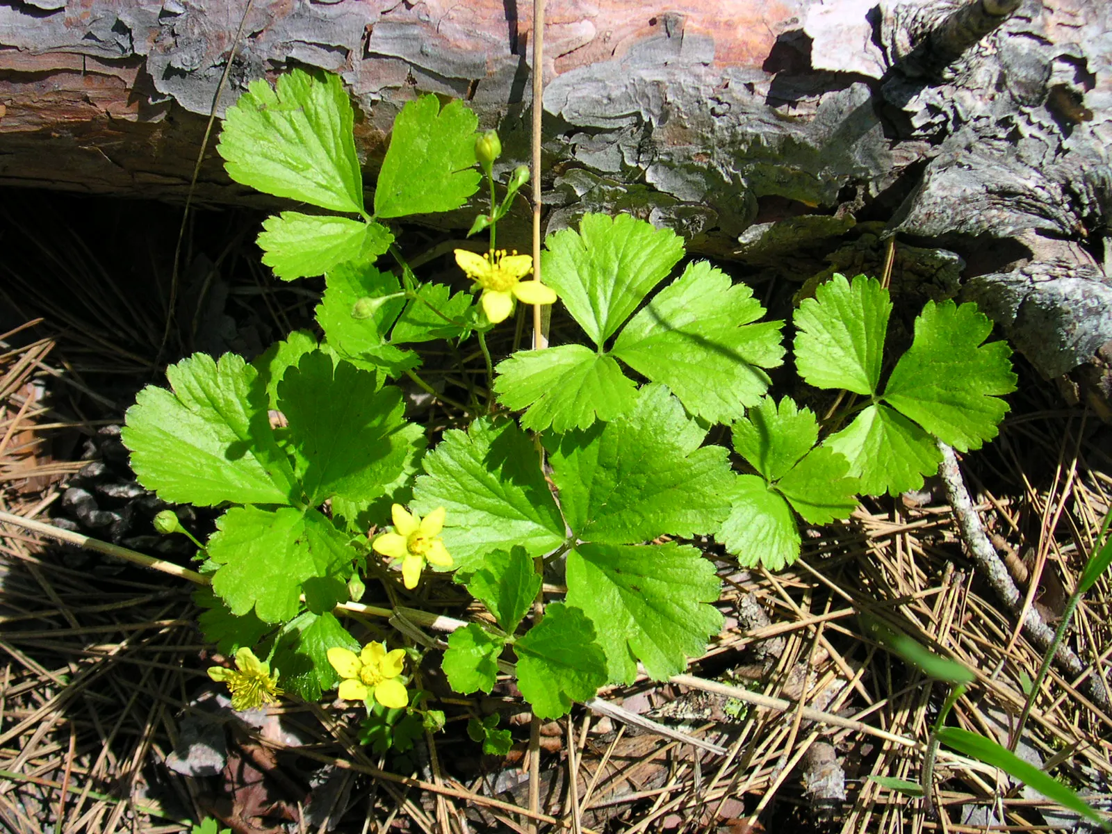 Barren Strawberry (Waldsteinia Fragarioides) — with similar foliage and growth habits; from early to late spring, image 113