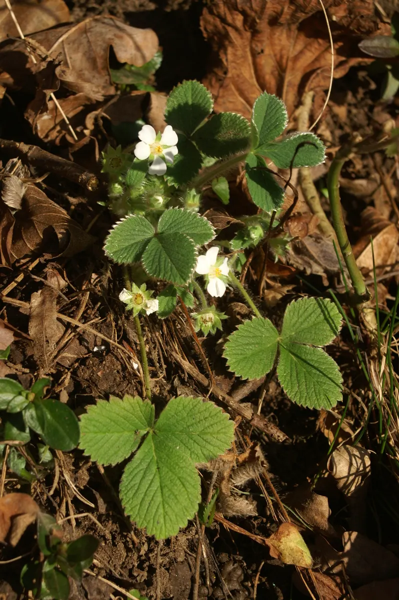 Barren Strawberry (Waldsteinia Fragarioides) — integrating seamlessly with other shade-loving plants in a landscape design, image 102
