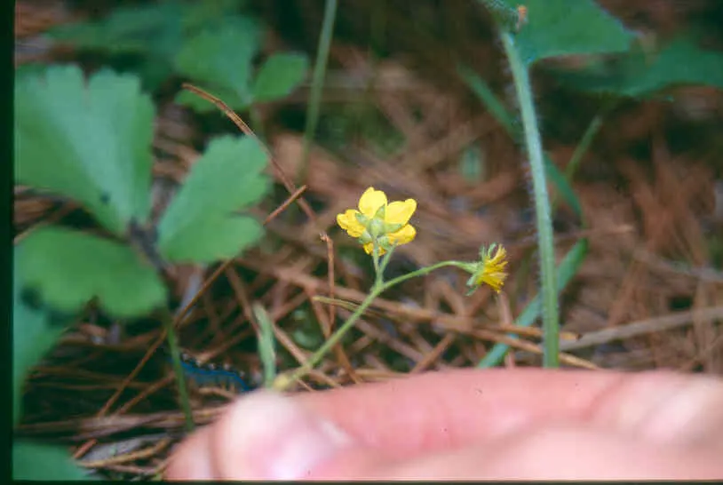 Barren Strawberry (Waldsteinia Fragarioides) — This low-maintenance plant reaches 6-12 inches in width and a height of 3-6 inches, spreading, image 130