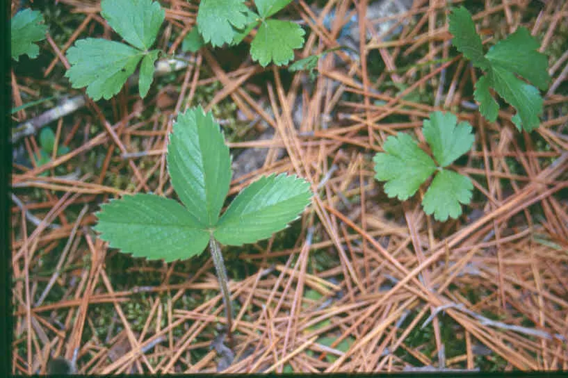Barren Strawberry (Waldsteinia Fragarioides) — with similar foliage and growth habits; from early to late spring, image 71