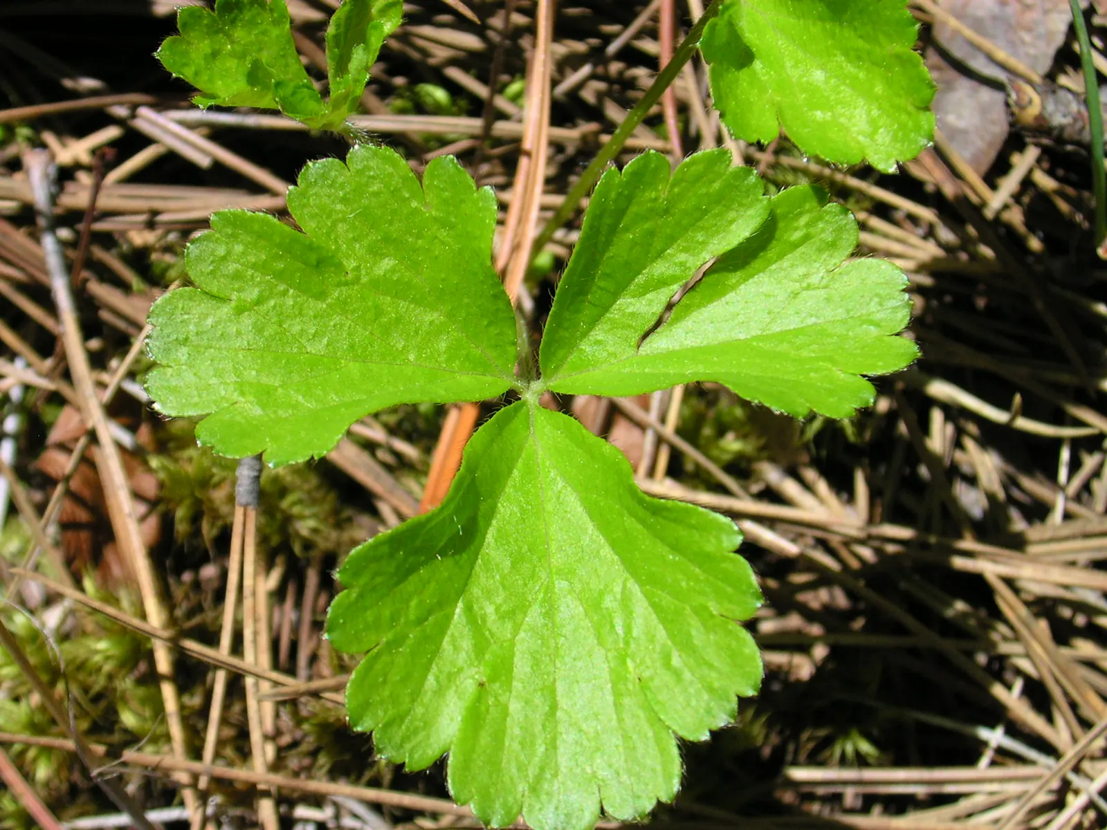 Barren Strawberry (Waldsteinia Fragarioides) — that form a striking contrast against the dark green leaves; from early to late spring, image 119