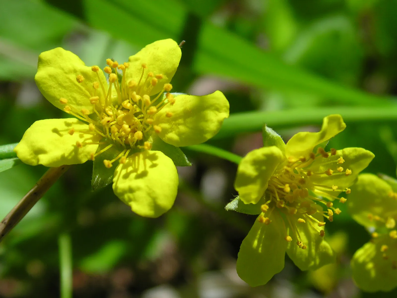 Barren Strawberry (Waldsteinia Fragarioides) — is a perennial ground cover; this low-maintenance plant reaches 6-12 inches in width and a height of, image 106