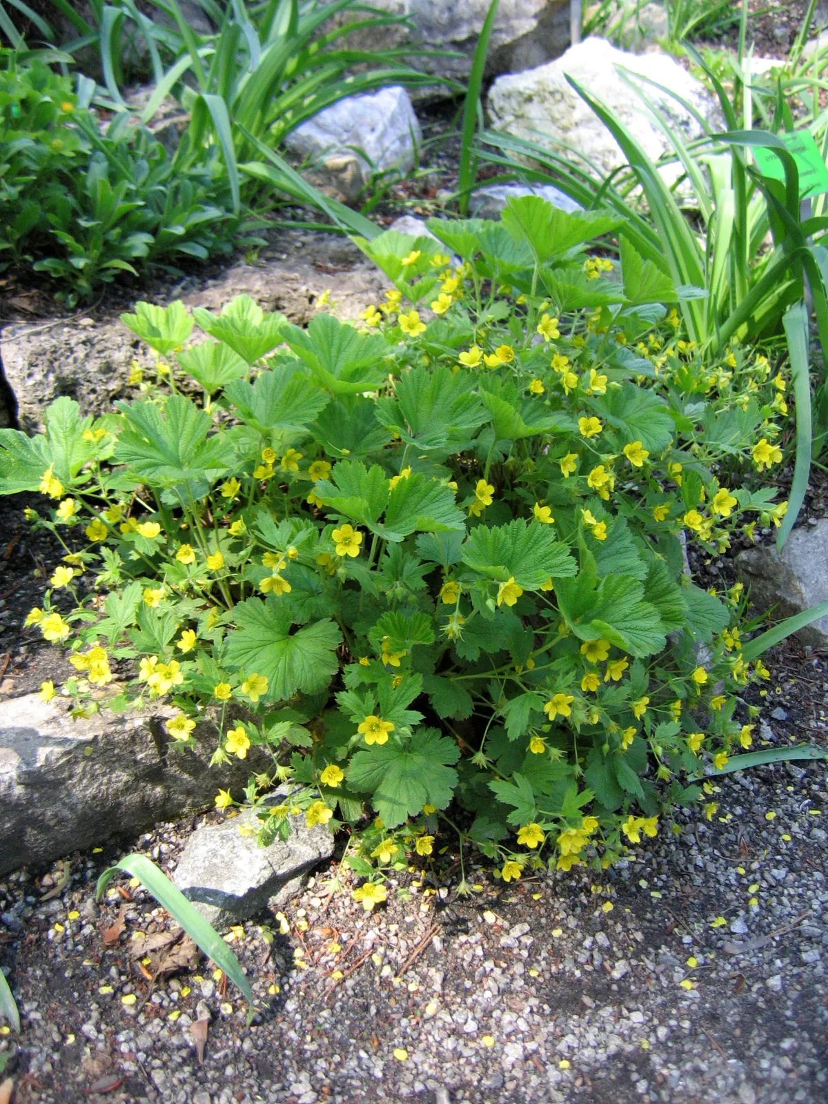 Barren Strawberry (Waldsteinia Fragarioides) — that form a striking contrast against the dark green leaves; from early to late spring, image 56