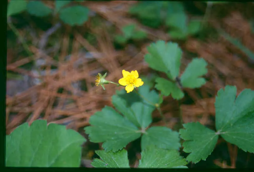 Barren Strawberry (Waldsteinia Fragarioides) — Its non-invasive character makes it a considerate addition to any space