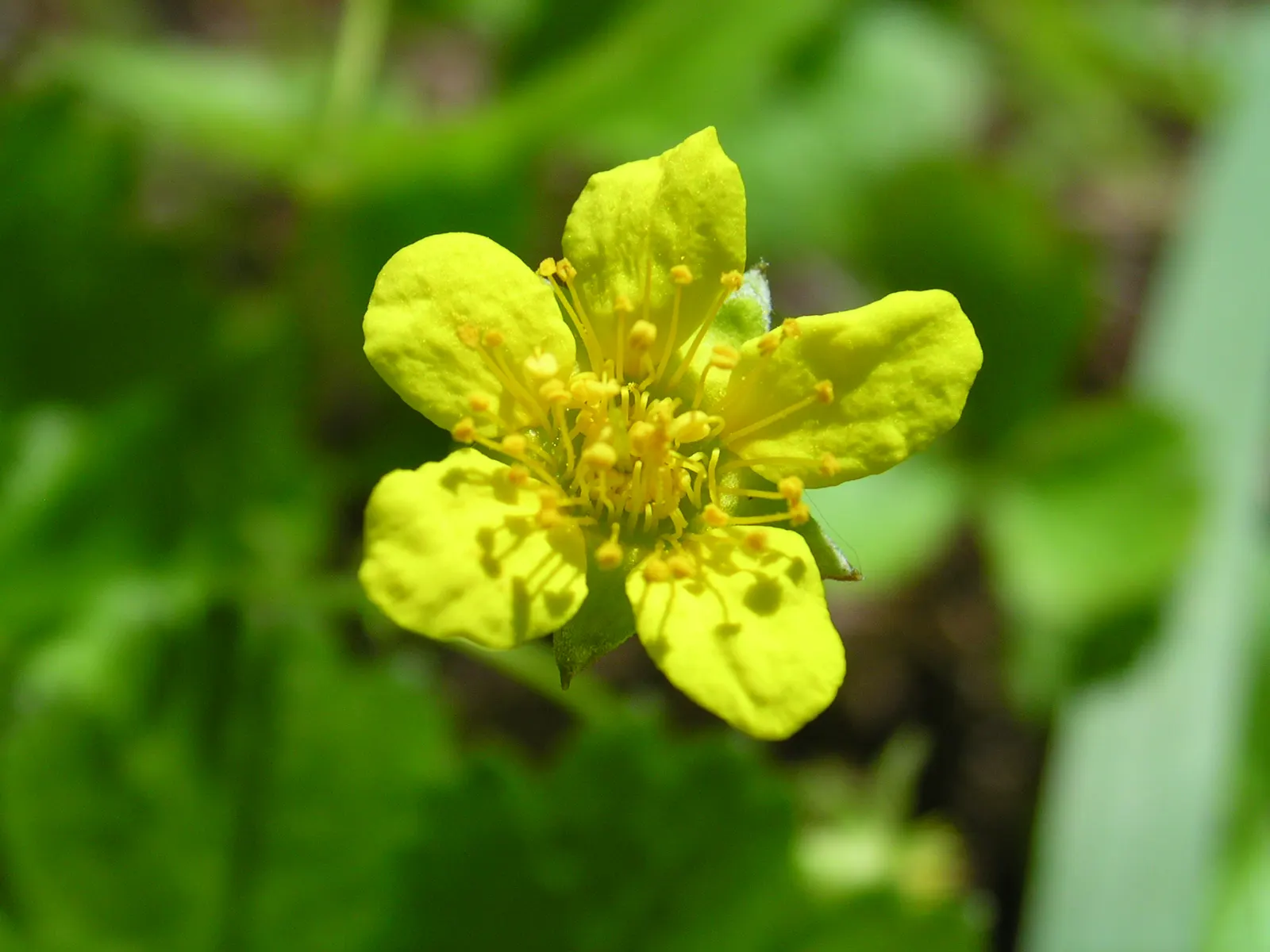Barren Strawberry (Waldsteinia Fragarioides) — ground cover / perennial for full or half