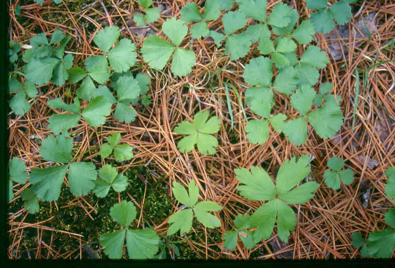 Barren Strawberry (Waldsteinia Fragarioides) — Thriving in USDA zones 4-8, it flourishes in partial to full shade; integrating seamlessly with other, image 87