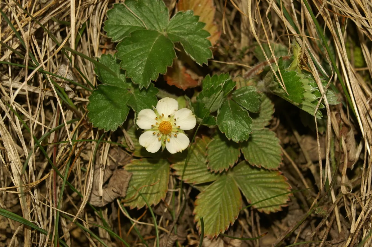 Barren Strawberry (Waldsteinia Fragarioides) — This low-maintenance plant reaches 6-12 inches in width and a height of 3-6 inches, spreading, image 109
