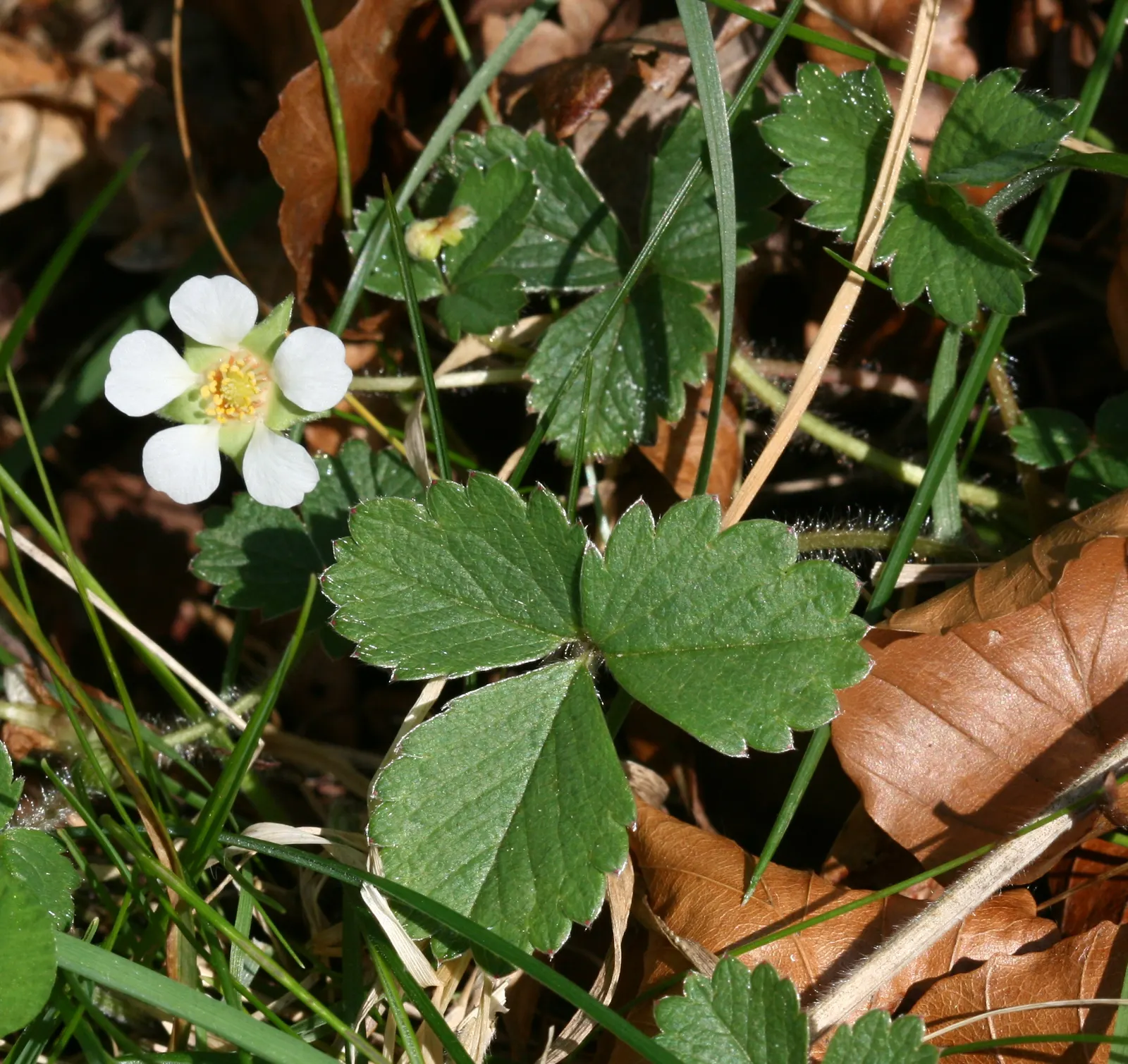 Barren Strawberry (Waldsteinia Fragarioides) — favored for its strawberry-like foliage and golden-yellow flowers; from early to late spring, image 86