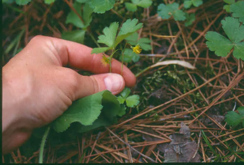 Barren Strawberry (Waldsteinia Fragarioides) — Its non-invasive character makes it a considerate addition to any space; from early to late spring