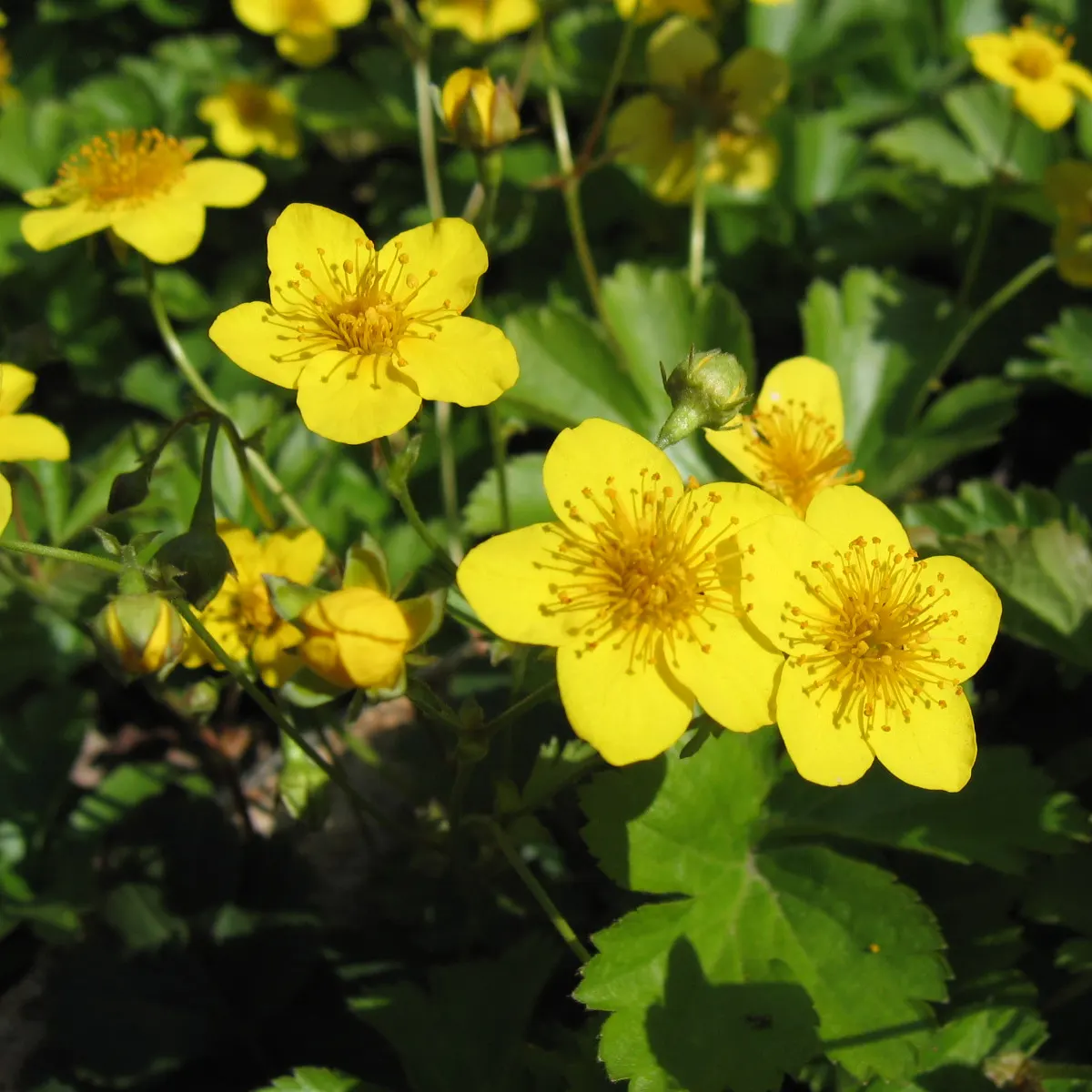 Barren Strawberry (Waldsteinia Fragarioides) — favored for its strawberry-like foliage and golden-yellow flowers; from early to late spring