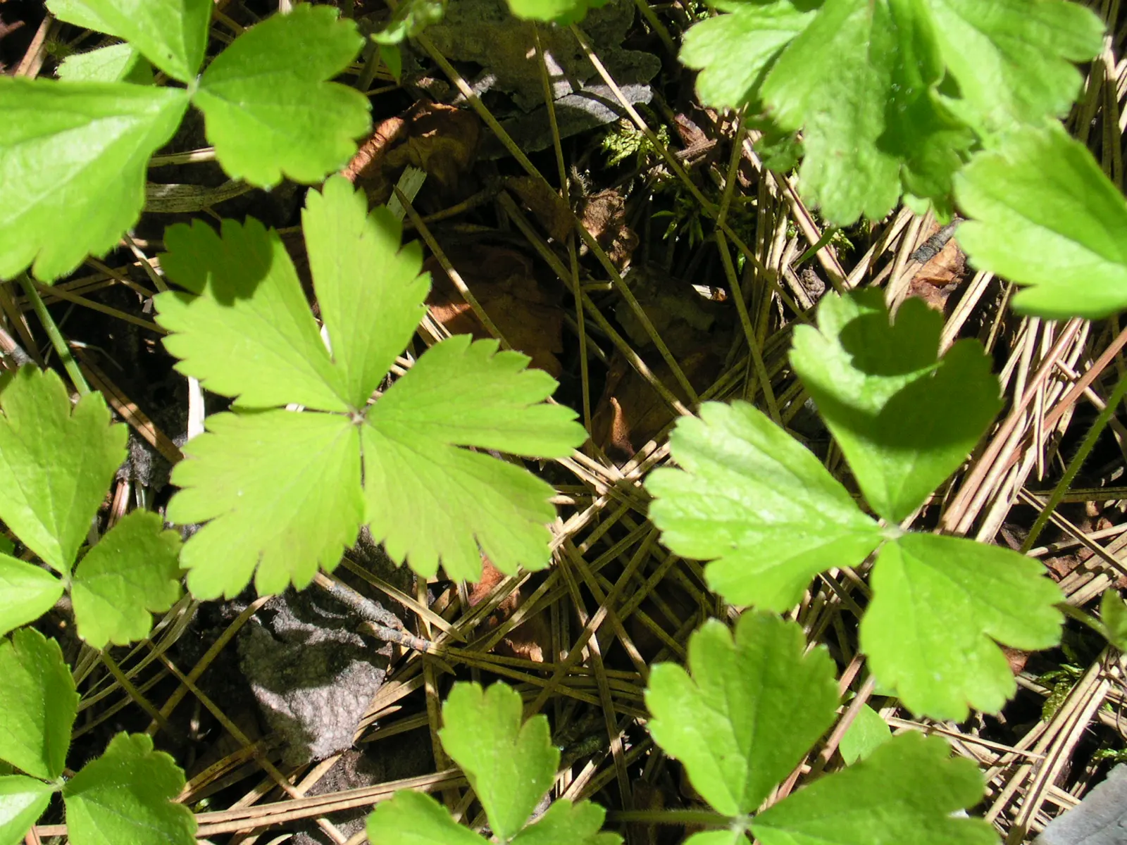 Barren Strawberry (Waldsteinia Fragarioides) — it bears some resemblance to strawberry plants; this low-maintenance plant reaches 6-12 inches in, image 112