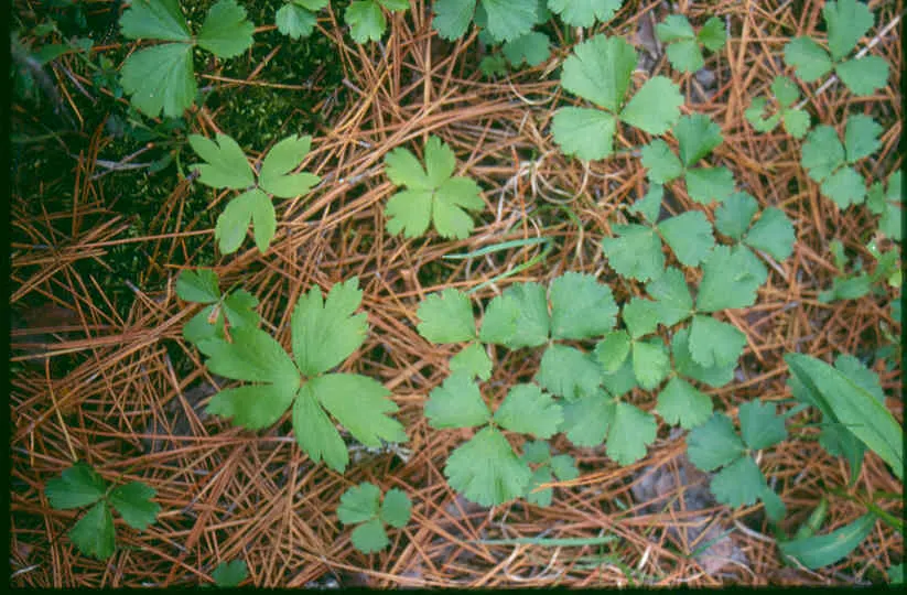Barren Strawberry (Waldsteinia Fragarioides) — favored for its strawberry-like foliage and golden-yellow flowers; from early to late spring, image 44